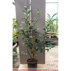 1 VÄXT AV PHOTINIA SOM HÄCK I KRUKA 18CM ständigt grön