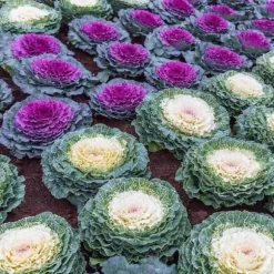 1 VÄXT AV PRYDNADSKÅL BRASSICA KRUKA 14CM, BALKONGBLOMMAR