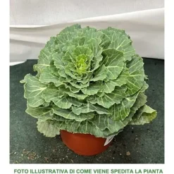 1 VÄXT AV PRYDNADSKÅL BRASSICA KRUKA 14CM, BALKONGBLOMMAR