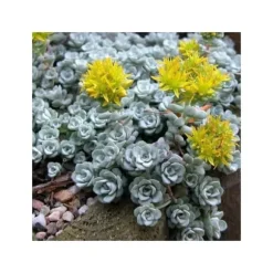 1 VÄXT AV SEDUM SPATHIFOLIUM CAPE BLANCO KRUKA 13CM