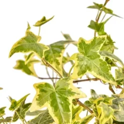 1 VÄXTA AV EDERA HELIX VARIEGATA KRUKA 9CM klätterväxt vägg pergola