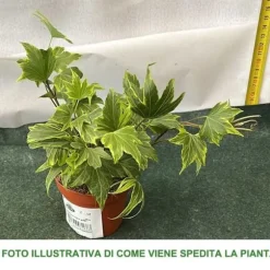 1 VÄXTA AV EDERA HELIX VARIEGATA KRUKA 9CM klätterväxt vägg pergola