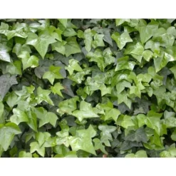 1 VÄXTER AV RANKA I HÄNGANDE KORG 15CM ALWAYS GREEN