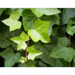 1 VÄXTER AV RANKA I HÄNGANDE KORG 15CM ALWAYS GREEN