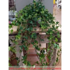 1 VÄXTER AV RANKA I HÄNGANDE KORG 15CM ALWAYS GREEN