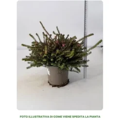 1 VÄXTER ERICA DARLEYENSIS I SKÅL 15 CM ASSORTERADE FÄRGER, UTOMHUSVÄXTER, FJÄDERGRÖN, BALKONBLUMMAR