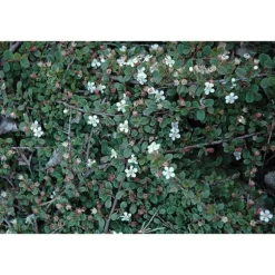 1 VÄXTHUS COTONEASTER COTOGNASTRO DAMMERI STREIB'S FINDLING KRUKA 12CM Eviggrön