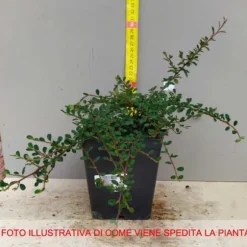 1 VÄXTHUS COTONEASTER COTOGNASTRO DAMMERI STREIB'S FINDLING KRUKA 12CM Eviggrön