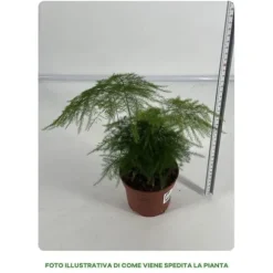 1 VÄXTPLAN ELLER ASPARAGUS PLUMOSUS KRUKA 12CM inomhus asparagina