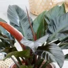 1 VÄXTRIK PHILODENDRON IMPERIAL RED, KRUKA 17CM, SYMBOLISKT RUMSVÄXT SOM RENAR LUFTEN