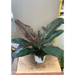 1 VÄXTRIK PHILODENDRON IMPERIAL RED, KRUKA 17CM, SYMBOLISKT RUMSVÄXT SOM RENAR LUFTEN