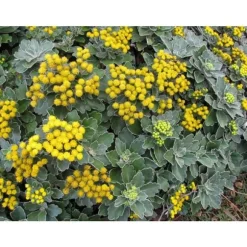 1 VÄXTS AJANIA PACIFIC GIALLA I KRUKA 10CM alltid gröna