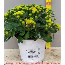 1 VÄXTS AJANIA PACIFIC GIALLA I KRUKA 10CM alltid gröna