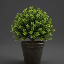 1 VÄXTS BUXSUS I KRUKA 19CM UTEVÄXT