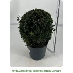 1 VÄXTS BUXSUS I KRUKA 19CM UTEVÄXT