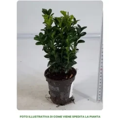 1 VÄXTS BUXUS SEMPERVIRENS KRUKA 8CM