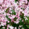 1 VÄXTS DEUTZIA ROSEA CHERRY BLOSSOM I KRUKA 18CM, UTEVÄXTER, LÖVVERK.