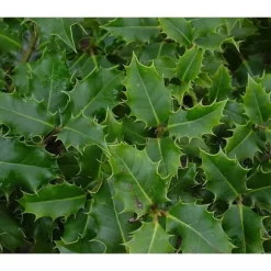 1 VÄXTS ILEX AQUIFOLIUM I KRUKA 17CM, VÄXTER FÖR UTOMHUS, EVIGGRÖN
