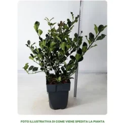 1 VÄXTS ILEX AQUIFOLIUM I KRUKA 17CM, VÄXTER FÖR UTOMHUS, EVIGGRÖN
