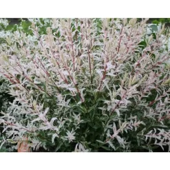 1 VÄXTSALIX SALICE FLAMINGO KRUKA 18CM