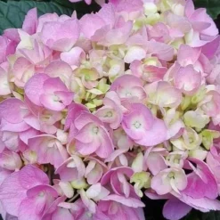 1 VÄXTSKÄDD HYDRANGEA MACROPHYLLA MERVEILLE I KRUKA 18CM, UTEVÄXTER, DECIDUOUS