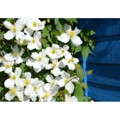 1 VÄXTSKOTT AV CLEMATIS MONTANA GRANDIFLORA KRUKA 16CM CLEMATIS