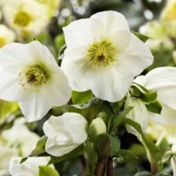 1 VÄXTSKOTT AV HELLEBORUS ICE N' ROSES EARLY WHITE ROSA DI NATALE KRUKA 15CM ELLEBORO PERENNE NATALE
