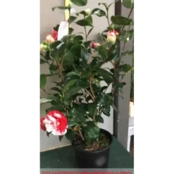 1 VÄXTSLAM CAMELIA JAPONICA COLETTI KRUKA 17CM
