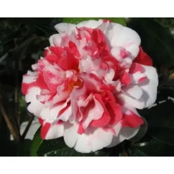 1 VÄXTSLAM CAMELIA JAPONICA COLETTI KRUKA 17CM