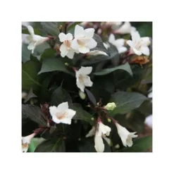 1 VÄXTTYP AV WEIGELA EBONY AND IVORY VAS 23CM LÖVFALLANDE