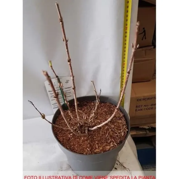 1 VÄXTTYP AV WEIGELA EBONY AND IVORY VAS 23CM LÖVFALLANDE