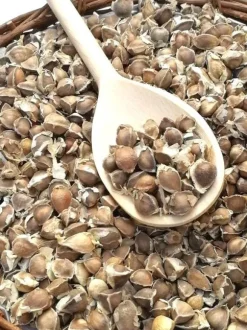 110 x Moringa Oleifera Seeds hand Selected Finest Immune Quality NON-GMO Herb