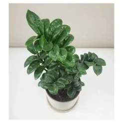 1 ZAMIAPLANTA ZENZI 21CM FÖR INOMHUSAPPARTEMANG