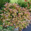 ABELIA GRANDIFLORA KRUKA 18CM EVIGRÖNA OCH KLÄTTRANDE