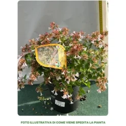 ABELIA GRANDIFLORA KRUKA 18CM EVIGRÖNA OCH KLÄTTRANDE