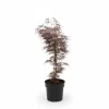 Acer Palmblad 'Garnet' Ø19 cm, Höjd ca 40 cm - Dekorativ Krukväxt