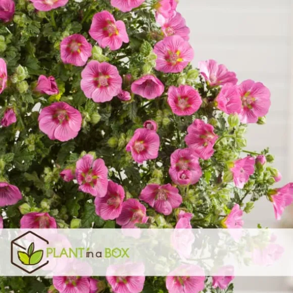 Afrikansk malva - Set om 6 - Anisodontea capensis - Höjd 25-40cm - ⌀9cm