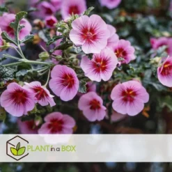 Afrikansk malva - Set om 6 - Anisodontea capensis - Höjd 25-40cm - ⌀9cm
