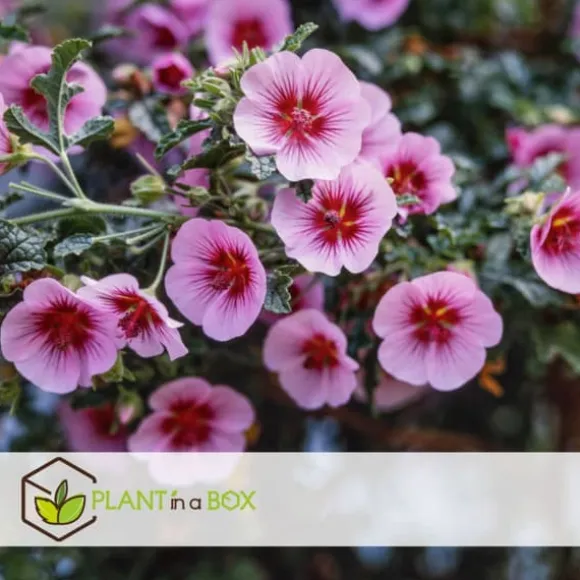 Afrikansk malva - Set om 6 - Anisodontea capensis - Höjd 25-40cm - ⌀9cm