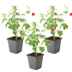 Afrikansk malva - Set om 3 - Anisodontea 'El Rayo' - Höjd 25-40cm - ⌀9cm