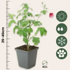 Afrikansk malva - Set om 3 - Anisodontea 'El Rayo' - Höjd 25-40cm - ⌀9cm