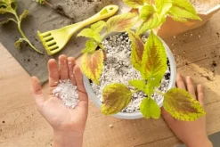 AGRO PERLITE BIOVITA 2-6 MM 10L ROTNING