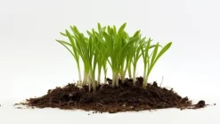 AGRO PERLITE BIOVITA 2-6 MM 10L ROTNING