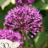 Allium lökar - Set om 30 - Allium 'Purple Sensation' - Blomlökar - Purpur