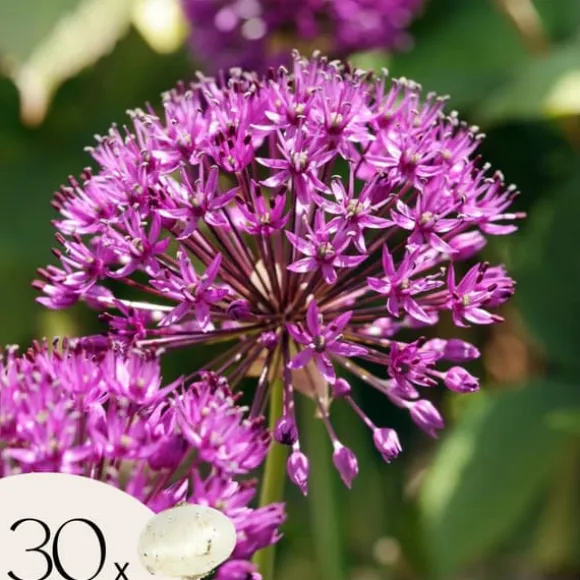 Allium lökar - Set om 30 - Allium 'Purple Sensation' - Blomlökar - Purpur
