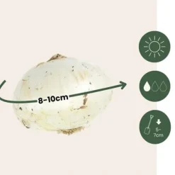 Allium lökar - Set om 30 - Allium 'Purple Sensation' - Blomlökar - Purpur