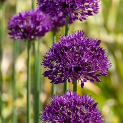 Allium lökar - Set om 30 - Allium 'Purple Sensation' - Blomlökar - Purpur