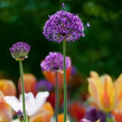 Allium lökar - Set om 30 - Allium 'Purple Sensation' - Blomlökar - Purpur