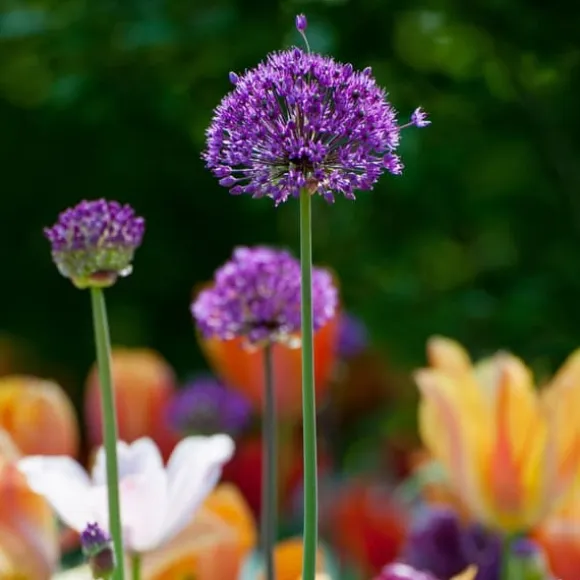 Allium lökar - Set om 30 - Allium 'Purple Sensation' - Blomlökar - Purpur