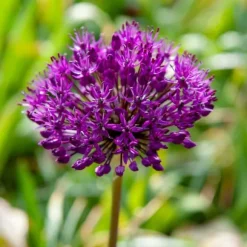 Allium lökar - Set om 30 - Allium 'Purple Sensation' - Blomlökar - Purpur